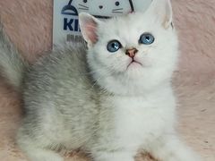 -十年猫舍·猫咪专门店(普陀店)