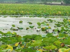 -天津东丽湖风景区