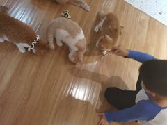 -滚猫咖啡·猫咖·猫友好撸猫(未来城店)