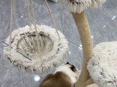 -爱洗澡的猫(天河路店)