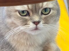 -Let's go狗咖·猫咖·奶狗·桌游(春熙路IFS店)