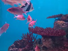 -海合安武汉极地海洋公园