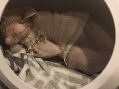 -more than meow吴止猫主题餐厅(承德 中船汇店)