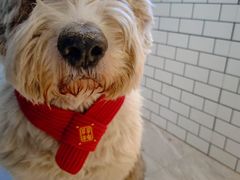 -趣玩宠物乐园寄养训犬训狗游泳池