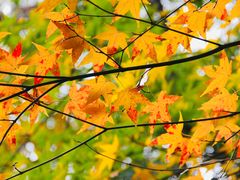 -上海共青森林公园