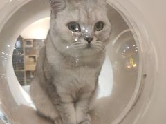 -猫域·湾主题猫咖·宠物吧(南坪城市广场店)