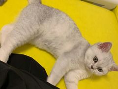 -lincat·猫舍(广州店)