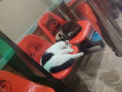 -猫咪博物馆(顶澳仔猫街店)