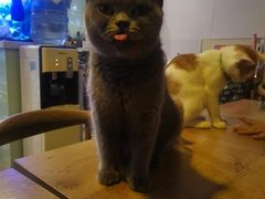 -平行世界·猫咖(首经贸店)