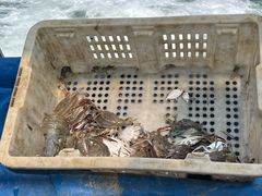 -日照世帆赛基地