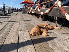 -Steveston Pizza Company (Richmond)