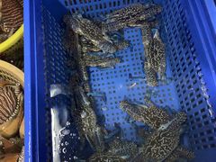 -鸿港海鲜批发市场