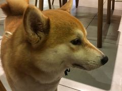 -柴务处·柴犬主题狗咖
