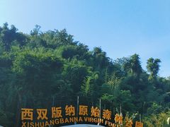 -西双版纳原始森林公园