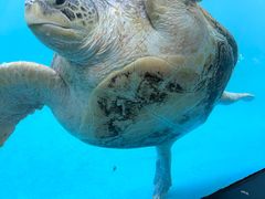 -珠海长隆海洋王国
