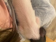 -浣熊柯尔鸭土拨鼠·电玩咖