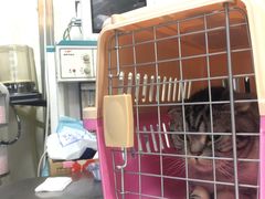 -邢大夫动物医院