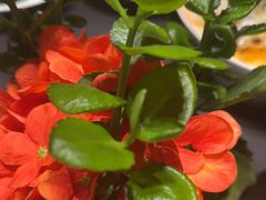 -曼格纳·曼芯馆(杨浦店)
