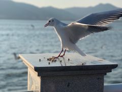 -海埂大坝