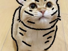 -猫十亿·布偶金渐层·曼基康矮脚猫舍(青年路店)