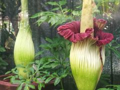 -北京植物园-展览温室