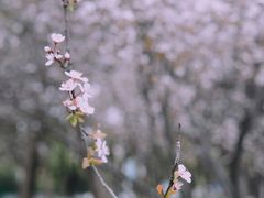 -院士公园
