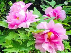 -洛阳市隋唐城遗址植物园