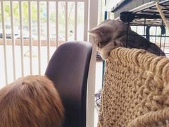 -平行世界·猫咖(首经贸店)