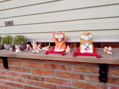 -柴犬高等学院·狗咖·柴犬售卖·宠物训练