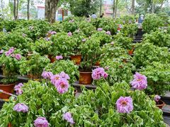 -广西壮族自治区药用植物园