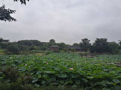 -鹅湖玫瑰文化园