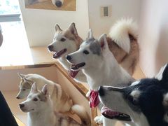 -Husky Go! 哈士奇体验馆·宠物咖啡厅狗咖