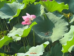 -洛阳市隋唐城遗址植物园