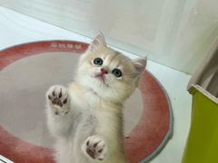 -青奢宠物·青奢猫舍