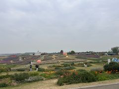 -空港花田景区