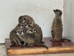 -大连森林动物园