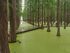 -渌洋湖湿地公园