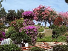 -东莞植物园
