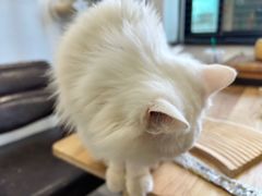 -楼上猫咖(罗湖店)