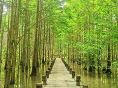 -桤木河湿地公园