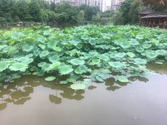 -龙头寺公园