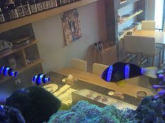 -琴寿司居酒屋(软件园店)