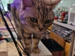 -平行世界·猫咖(首经贸店)