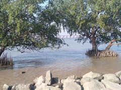 -宝安西湾红树林湿地公园