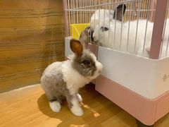 -猫猫幼稚园·撸猫·桌游·电玩