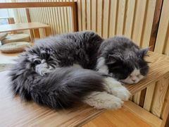 -Catmate·猫肥家润(金润铂宫店)