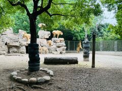 -上海野生动物园