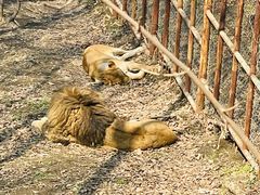 -哈尔滨北方森林动物园