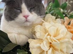 -共舞时光猫咖·狗咖(新街口店)