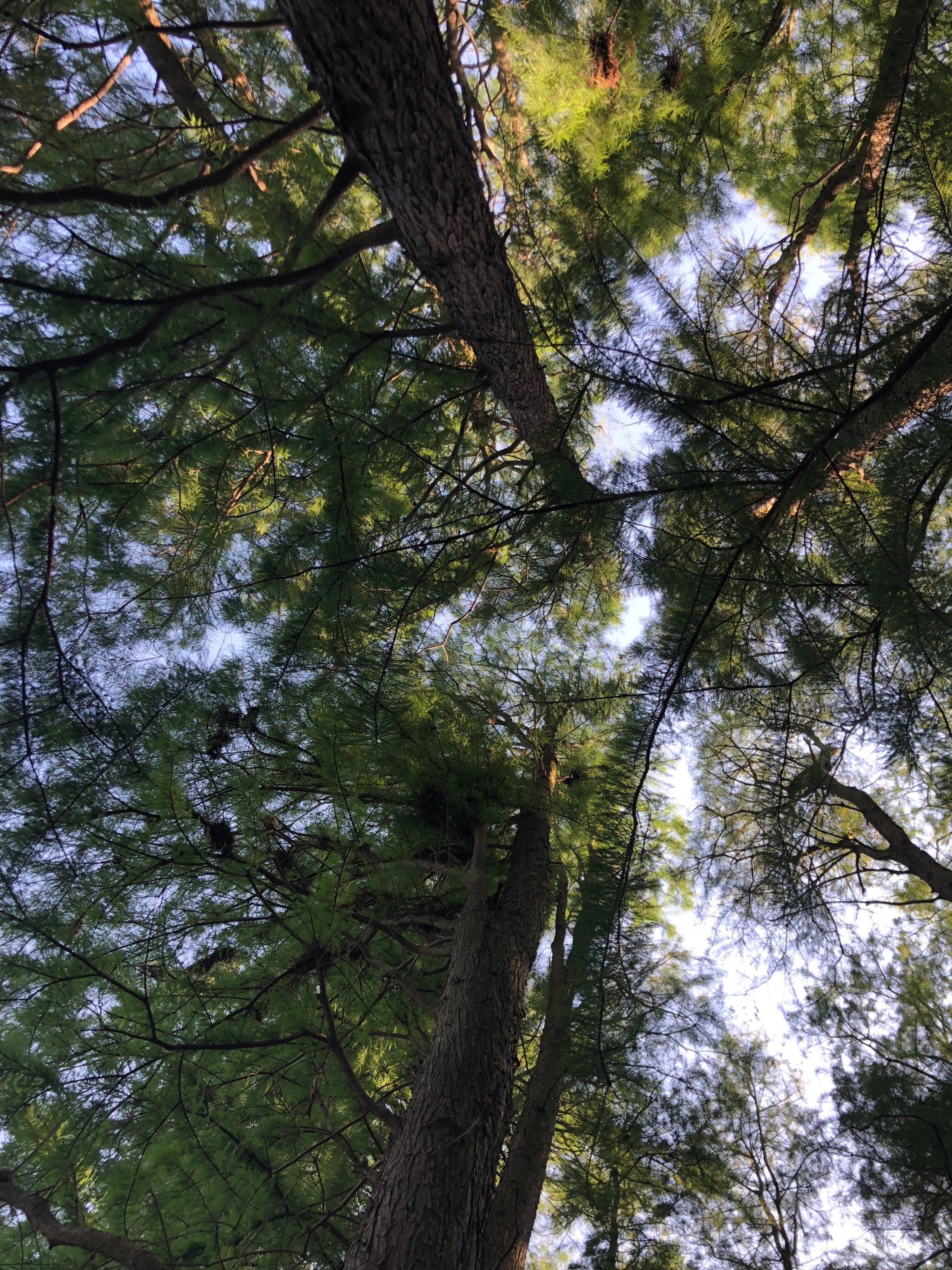 城市中的森林体验